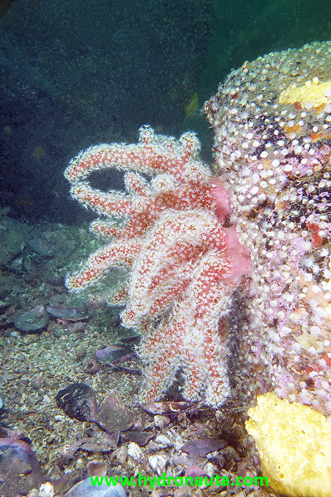 Alcyonium palmatum